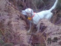 Setter Anglais FIDJI DES COTEAUX DE CHALOSSE Setter Anglais FIDJI DES COTEAUX DE CHALOSSE
